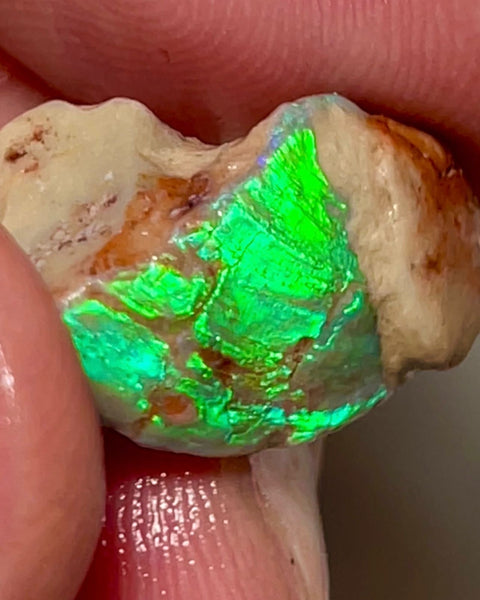 Electric Greens Lightning Ridge Rough Opal 11.25cts Opalised Shell Bright in bars 20x12x10mm NSW035