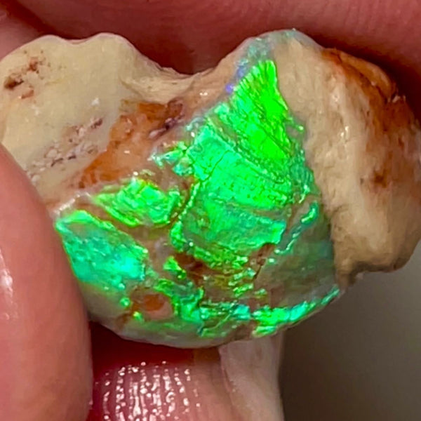 Electric Greens Lightning Ridge Rough Opal 11.25cts Opalised Shell Bright in bars 20x12x10mm NSW035