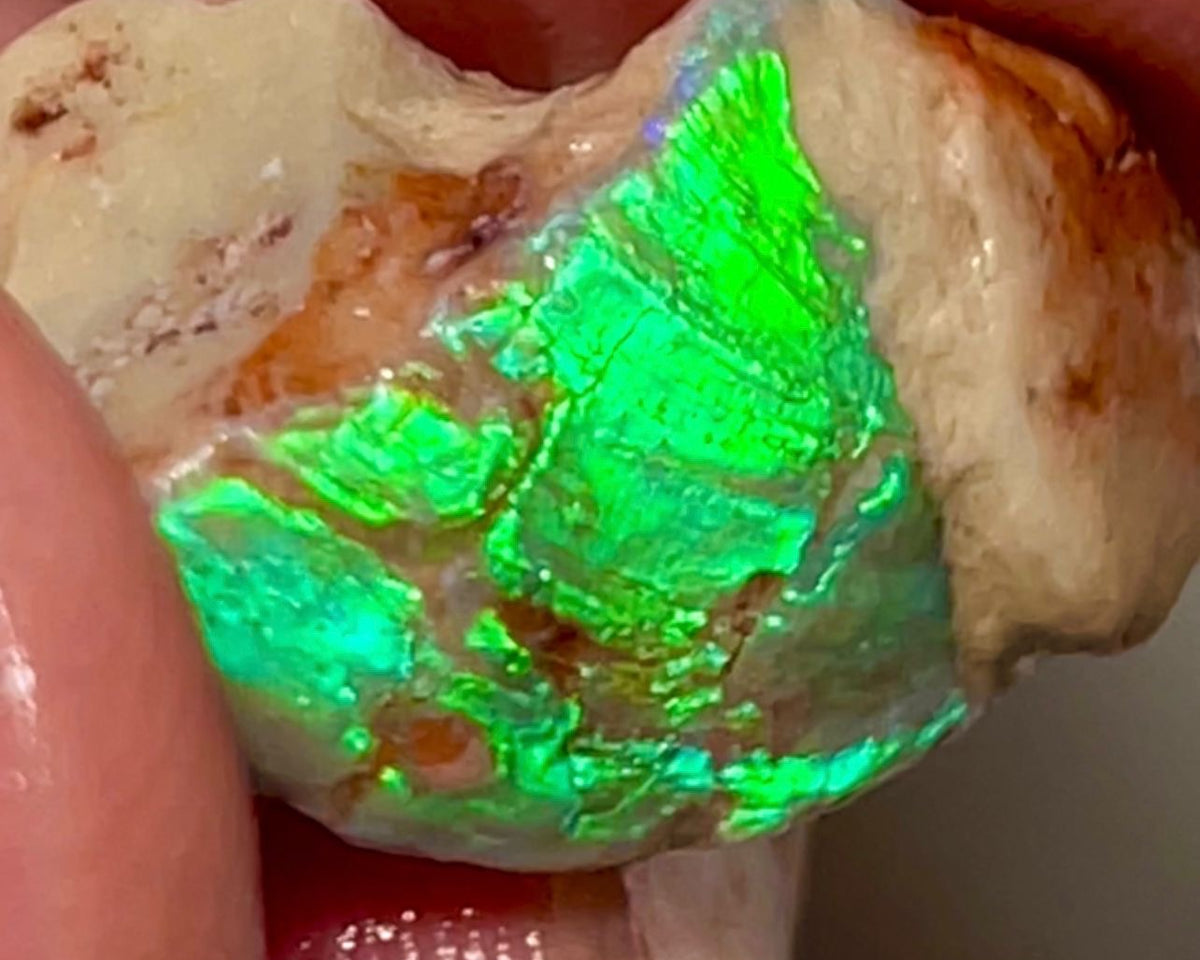 Electric Greens Lightning Ridge Rough Opal 11.25cts Opalised Shell Bright in bars 20x12x10mm NSW035