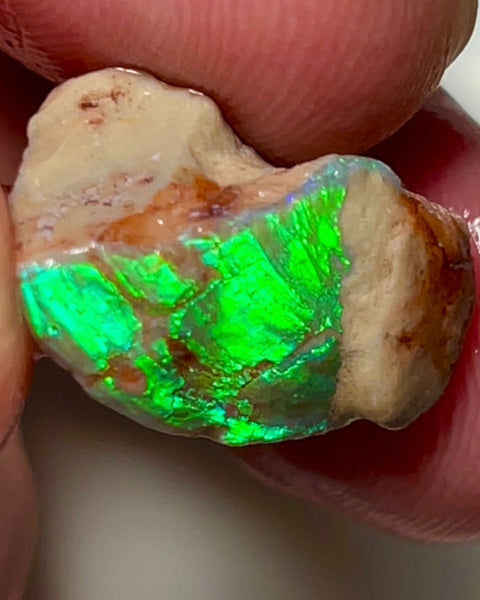 Electric Greens Lightning Ridge Rough Opal 11.25cts Opalised Shell Bright in bars 20x12x10mm NSW035