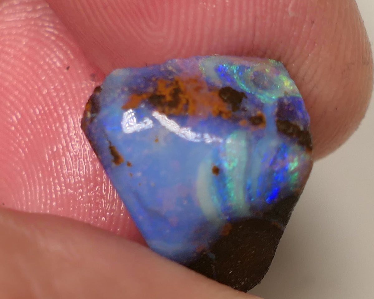 Queensland Boulder Matrix opal 12cts rough / Rub Winton Bright Multifires 15x12x7mm 0423