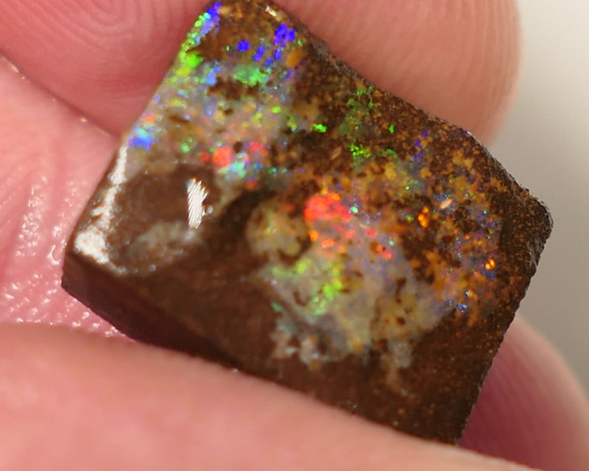 Queensland Boulder Matrix opal 14cts rough / Rub Winton Bright Gem Reds & Multifires 14x12x6mm 0424