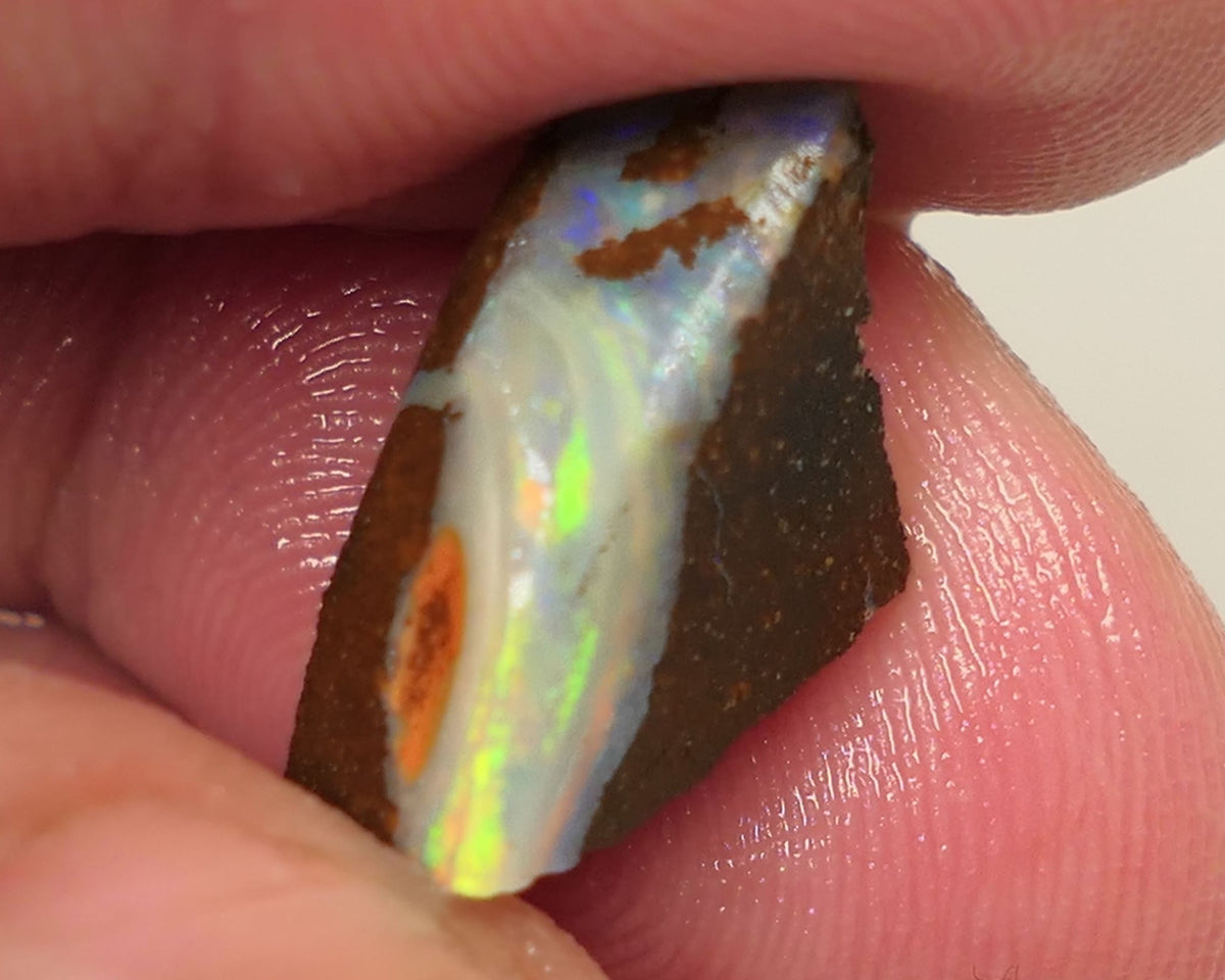 Queensland Boulder opal 7.5cts rough Gorgeous Winton Material Gorgeous Yellow dominant fires with flashes of oranges & blues 16x11x5mm 0439