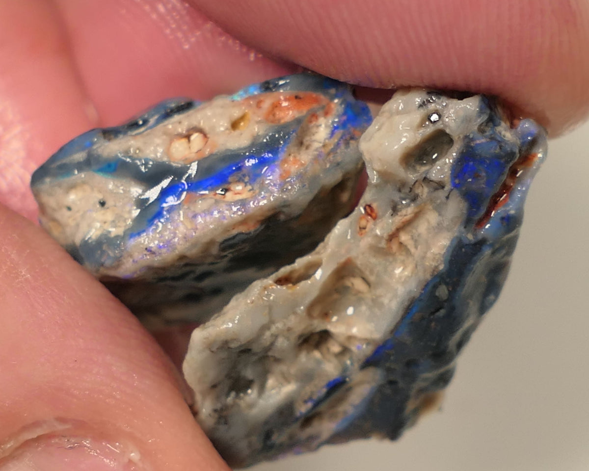 Lightning Ridge Rough Opal 24cts Gamble Black Base Knobby Split Showing Blue bars both 20x10x8mm 0504