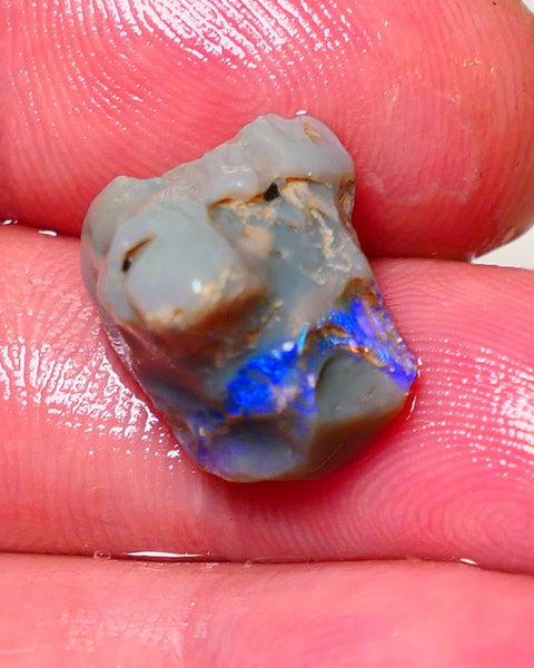 Lightning Ridge Rough Opal 9.5cts Dark Base Pea Knobby showing nice  Bright colours 15x13x12mm 0702