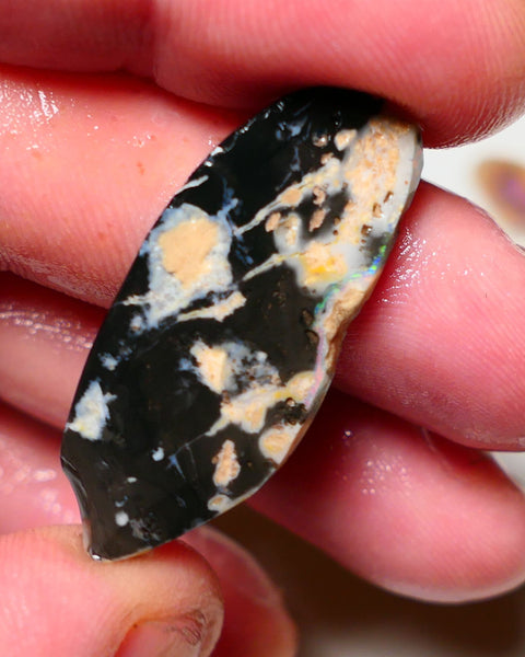 Lightning Ridge Rough / Rub Black opal  17cts Large Picture stone with some Reds & Multifires 37x16x4mm A1530