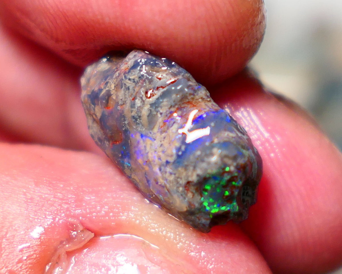 Lightning Ridge Opal Rough Stunning Knobby/ Opalised Fossil 6.00cts Exotic multi colours 16x10x8mm 1329