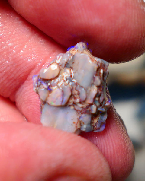 Lightning Ridge Untouched Opalised fossil rough 4cts Bright colourful 15x13x5mm A1510