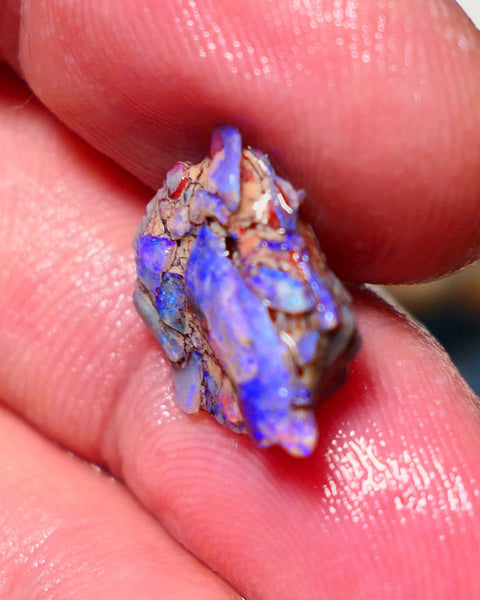 Lightning Ridge Untouched Opalised fossil rough 4cts Bright colourful 15x13x5mm A1510