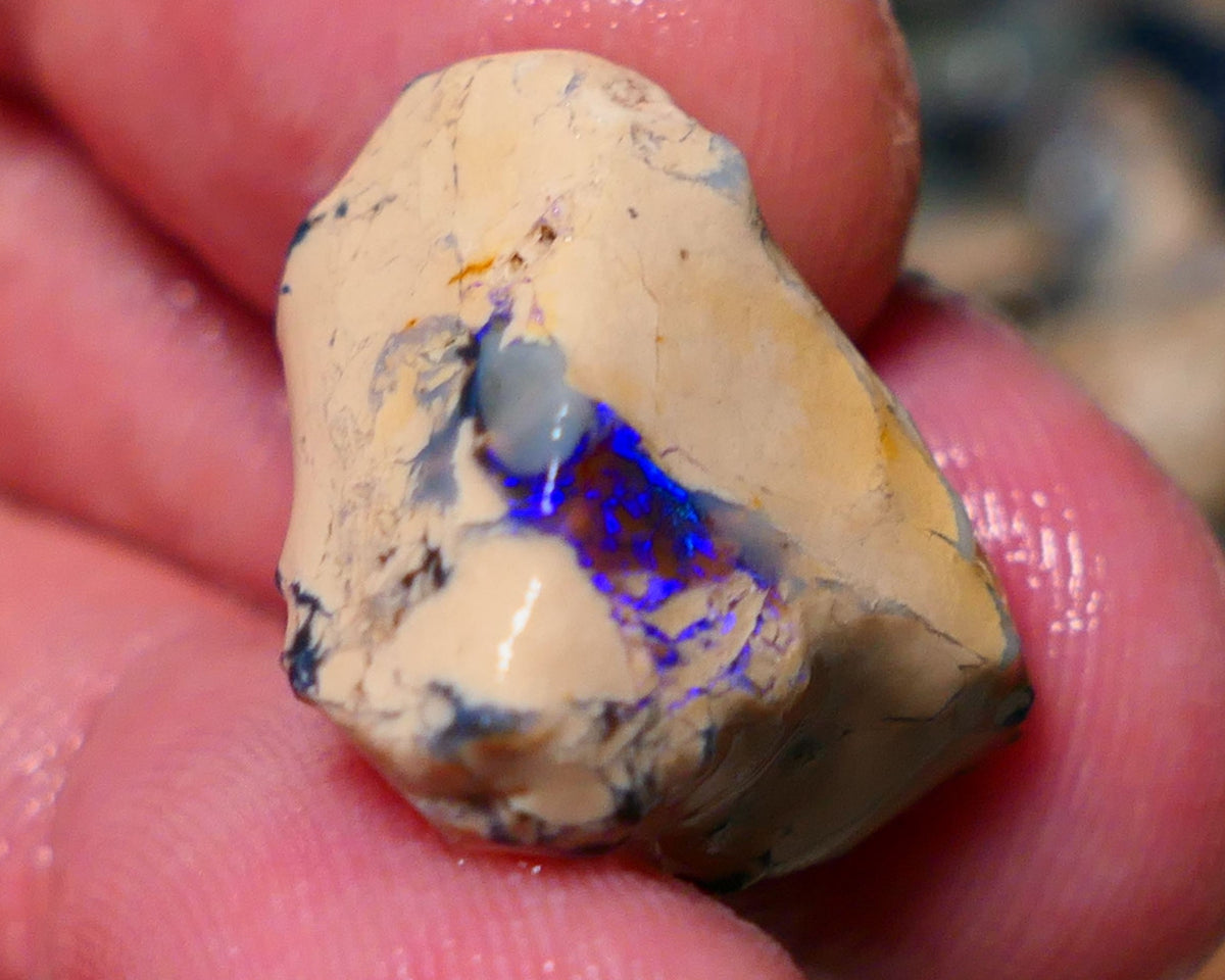 Lightning Ridge Rough Opal 14.75cts Formation showing Very gorgeous Blues on black 19x18x12mm 1337