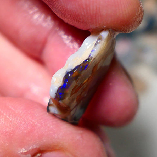 Lightning Ridge Rough Opal 10cts Mixed Bodytone Seam piece showing some bright blues colours 24x16x4mm A1524