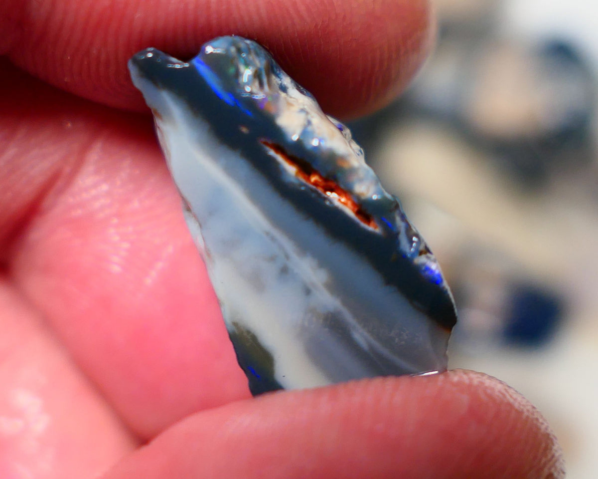 Lightning Ridge Rough Opal 13cts Black Seam Slice showing some bright blues colours 23x12x11mm A1525