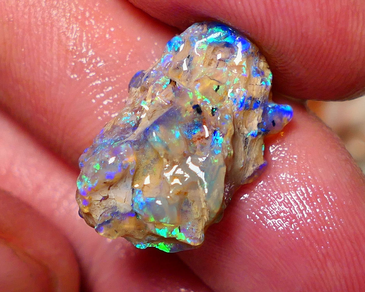 Lightning Ridge 26cts Very Bright pair of gorgeous Dark base Crystal Opalised fossil rough to cut/carve Vibrant Blue/purple/green 18x18x11mm & 2x12x9mm A1529