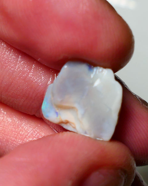 Lightning Ridge Rough Opal 5.75cts Dark Base Crystal Knobby showing Nice bright colours 14x12x7mm A1542