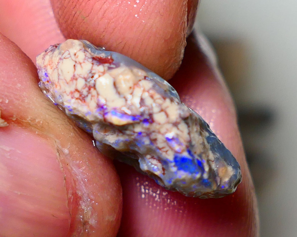 Lightning Ridge Rough Opal 13cts Dark Base Gamble Knobby Some nice blue fires 21x15x7mm Auction NS003