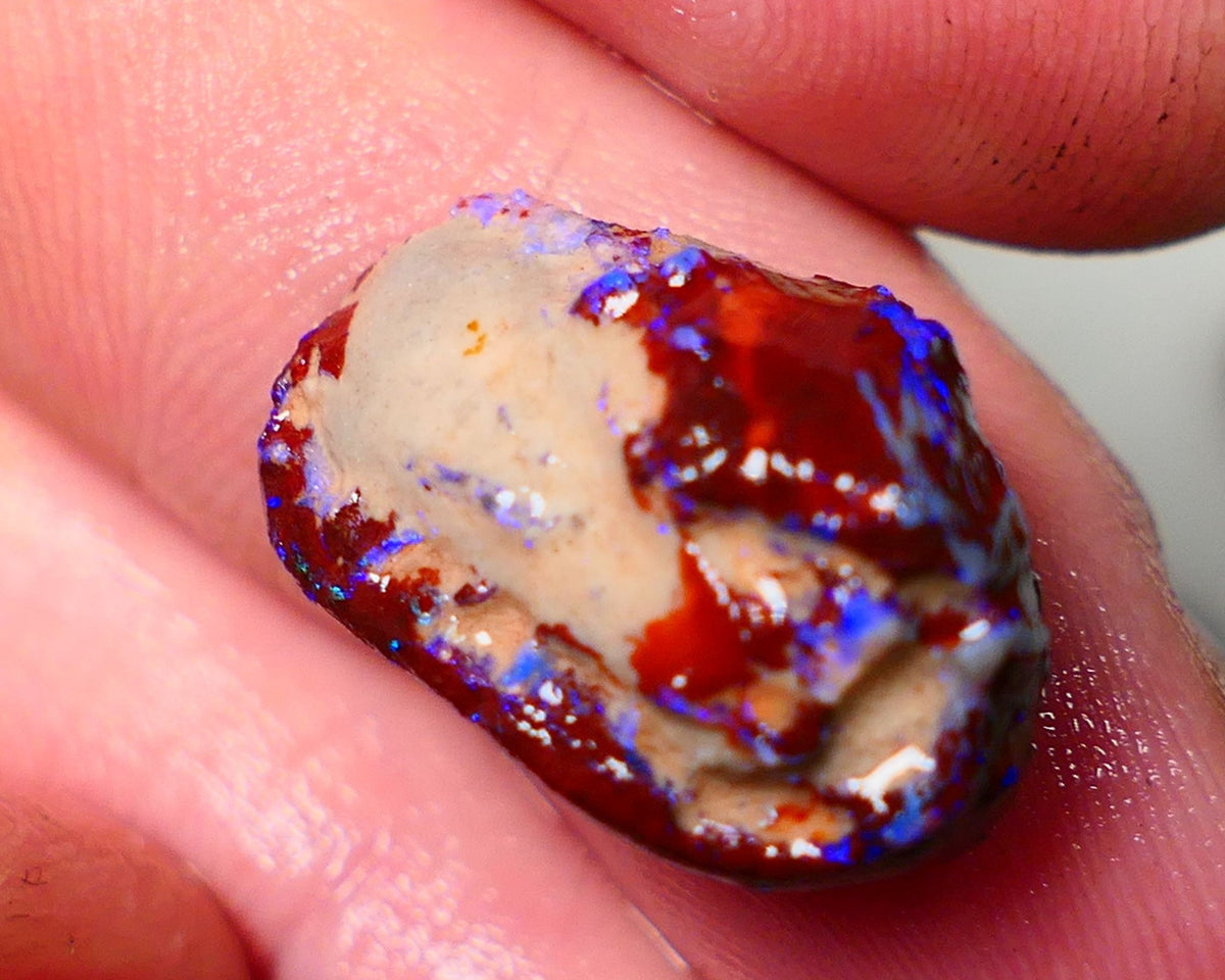 Lightning Ridge Rough Opal 11cts Dark Base Gamble Knobby formation Nice blue fires 19x13x8mm Auction NS107