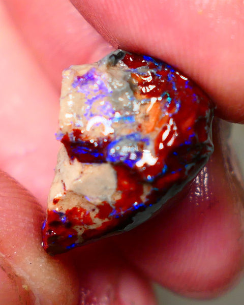 Lightning Ridge Rough Opal 17cts Dark Base Gamble Knobby formation Nice blue fires 22x15x14mm Auction NS152