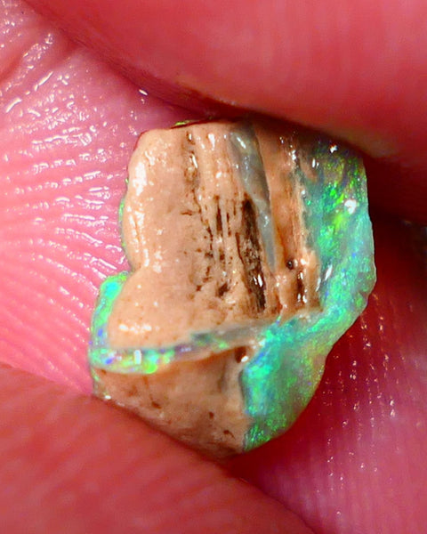 Opalised fossil Stunning Multi colour 1.30cts Rub rough Lightning Ridge 10x8x3mm NSW025