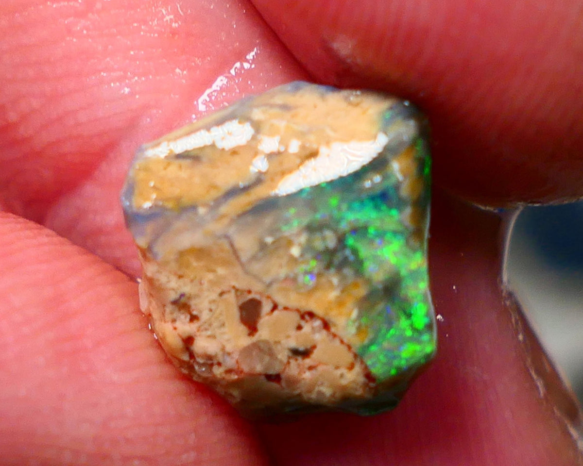 Lightning Ridge Rough / Rub Fossil opal Miners Bench® 4.00cts Exotic Bright Green/Yellow/Blue Fires 12x11x5mm NS148