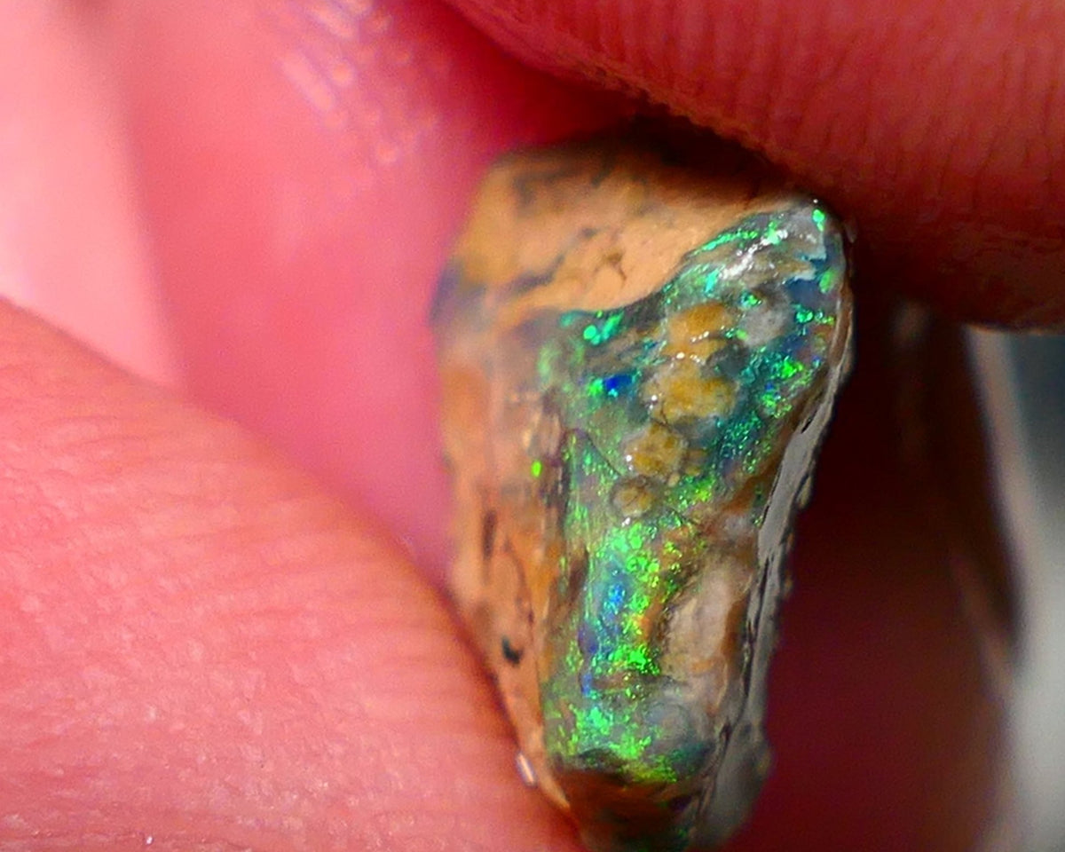 Lightning Ridge Rough / Rub Fossil opal Miners Bench® 4.00cts Exotic Bright Green/Yellow/Blue Fires 12x11x5mm NS148