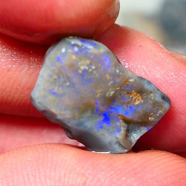 Lightning Ridge Rough Dark Opalised wood fossil  8cts Gorgeous blues showing 17x12x6mm RL001