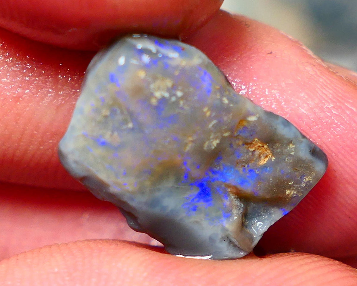 Lightning Ridge Rough Dark Opalised wood fossil  8cts Gorgeous blues showing 17x12x6mm RL001