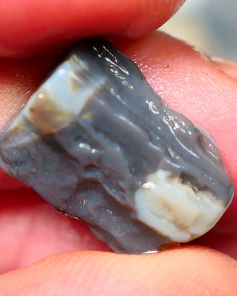 Lightning Ridge Rough Dark Opalised wood fossil  8cts Gorgeous blues showing 17x12x6mm RL001