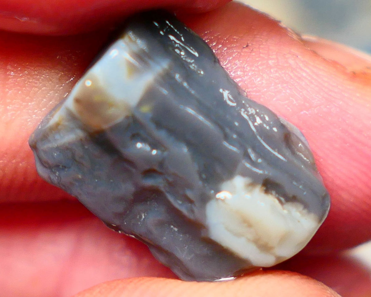 Lightning Ridge Rough Dark Opalised wood fossil  8cts Gorgeous blues showing 17x12x6mm RL001