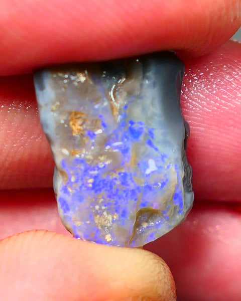 Lightning Ridge Rough Dark Opalised wood fossil  8cts Gorgeous blues showing 17x12x6mm RL001