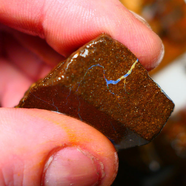 Queensland Boulder / Matrix opal 105cts rough Winton Bright Blue fires show plenty to go at here 32x25x14mm ALP002