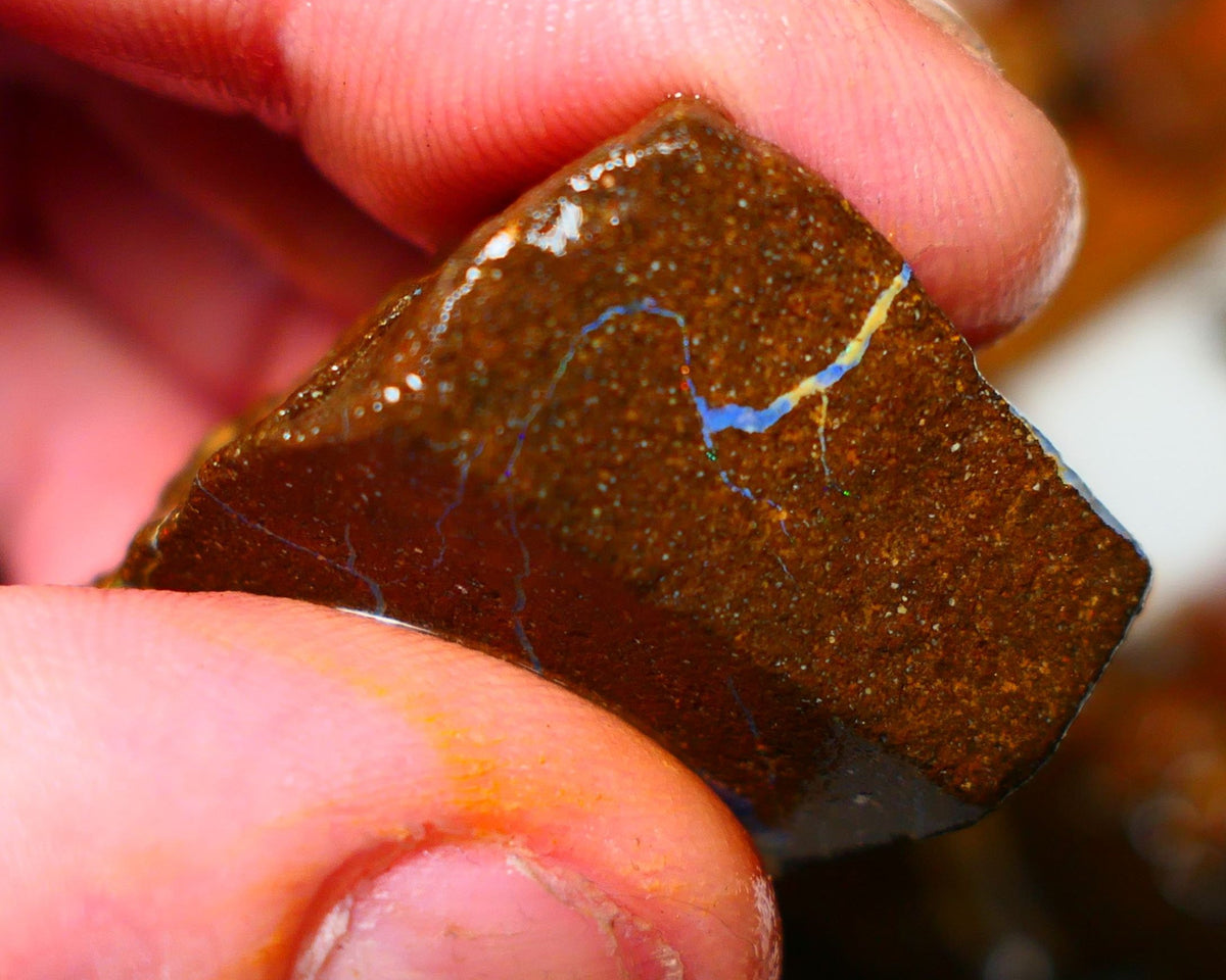 Queensland Boulder / Matrix opal 105cts rough Winton Bright Blue fires show plenty to go at here 32x25x14mm ALP002