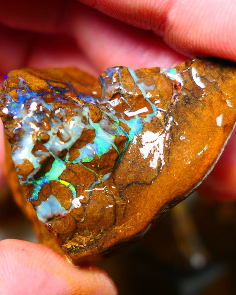 Queensland Boulder / Matrix opal 220cts rough Winton Bright Yellows Greens & Blue fires show plenty to go at here 47x28x28mm  ALP003