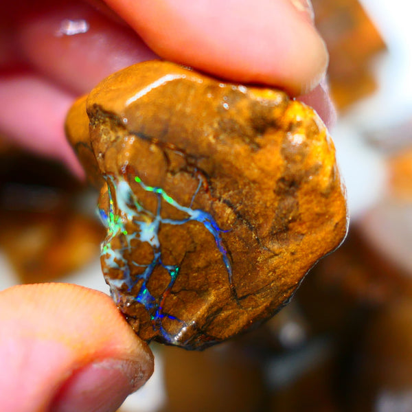 Queensland Boulder / Matrix opal 220cts rough Winton Bright Yellows Greens & Blue fires show plenty to go at here 47x28x28mm  ALP003