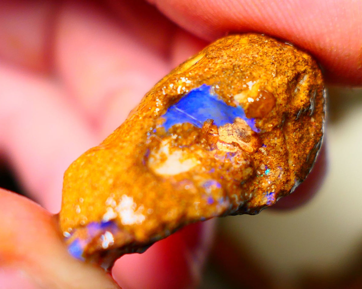 Queensland Sandy Ironstone Boulder opal nodule Showing lots of Bright Blue colours ALP0