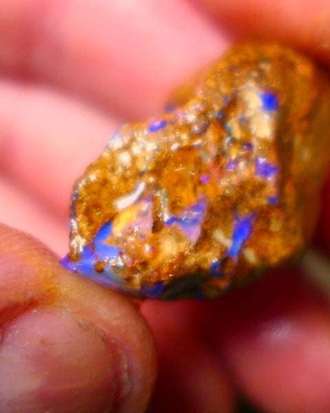 Queensland Sandy Ironstone Boulder opal nodule Showing lots of Bright Blue colours ALP0