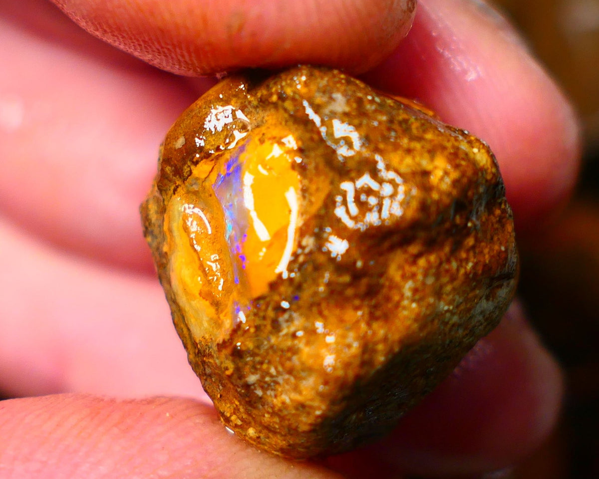 Queensland Ironstone Boulder opal nodule Showing Nice Bright Blue colours ALP0