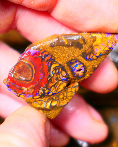 Queensland Boulder / Matrix opal 65cts Big rough/rub Yowah Gorgeous Bright Blue fires show plenty to go at here 38X23X9MM ALP007