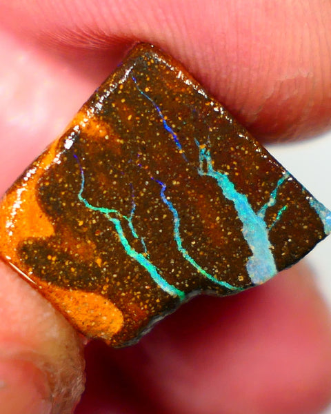 Queensland Boulder / Matrix opal cts rough Winton Bright Green/Blue fires in the veins to cut ALP0