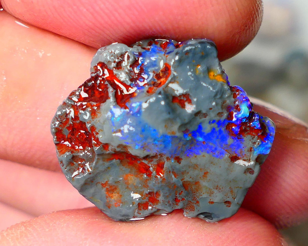 Lightning Ridge Knobby opal rough showing nice bright colours details to come 10.50cts 22x19x6mm ALP105