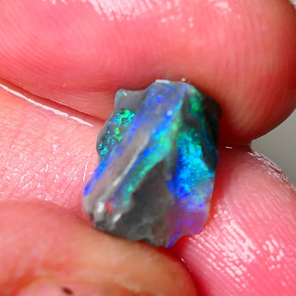 Lightning Ridge Gamble opalised fossil rough showing Exotic Multi colours 3.15cts 13x8x5mm  ALP115