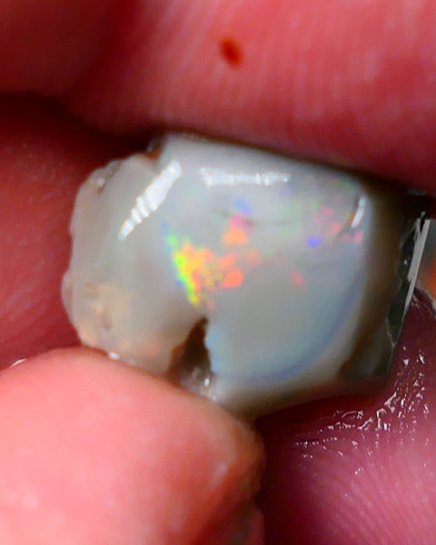 Lightning Ridge Gamble opal rough rub 7.50cts showing nice bright Multi colours 15x12x7mm ALP143