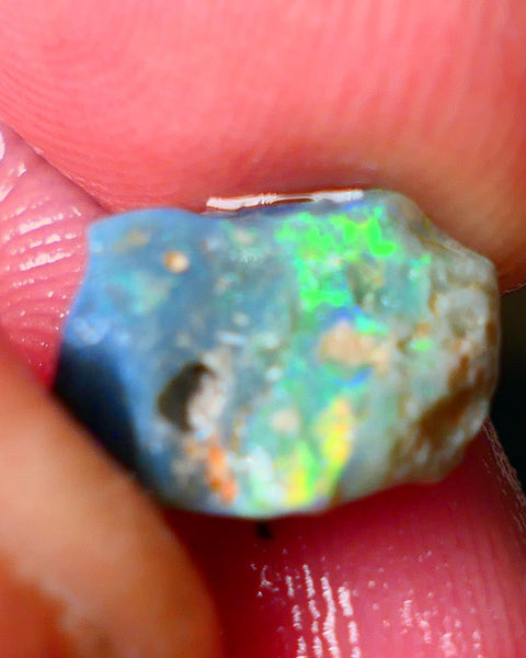 Lightning Ridge Gamble opal rough 2.60cts showing Gorgeous bright Multi colours 11x9x4mm ALP152