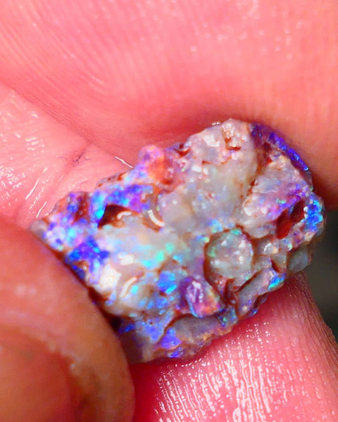 Lightning Ridge Gamble opal rough showing nice bright colours details to come cts ALP1xx