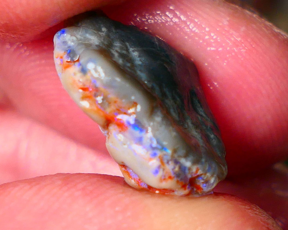 Lightning Ridge Gamble opal rough showing nice bright colours details to come cts ALP1xx