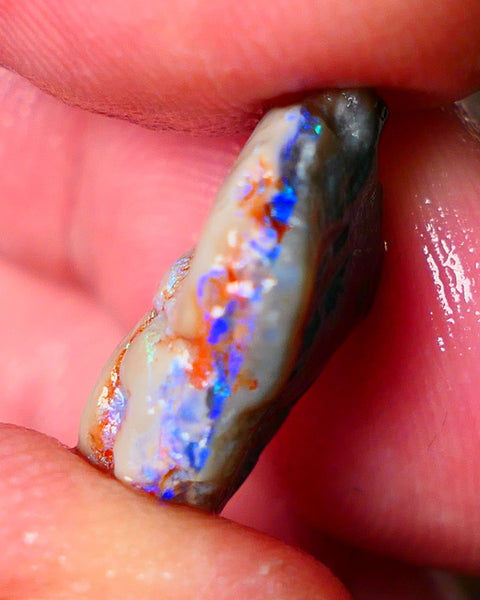 Lightning Ridge Gamble opal rough showing nice bright colours details to come cts ALP1xx