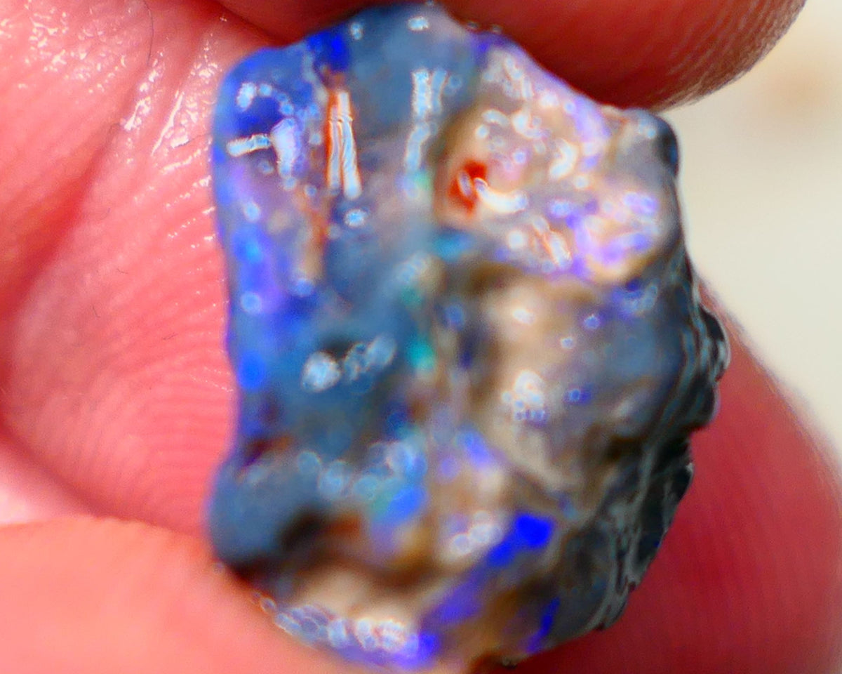 Lightning Ridge Rough Black Knobby opal fresh from the wash 9.00cts Showing Bright & Vibrant Blue fires 17x10x8mm Auction128