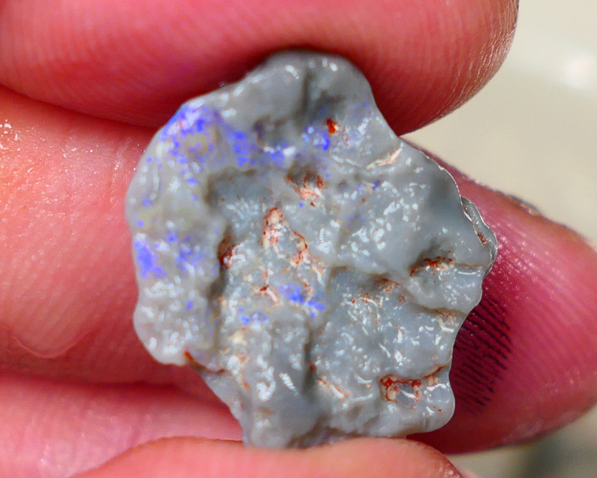 Lightning Ridge Dark base Witches hat knobby opal rough 10.50cts Bright Blue colours to gamble and explore 20x18x7mm Auction182